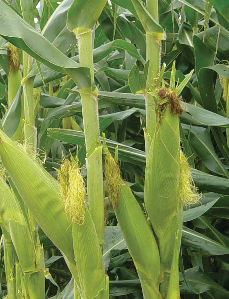 Fertilización de maíz: deficiencias de azufre, potasio y zinc en el área núcleo Gustavo N. Ferraris y Fernando Mousegne (1) Est. Exp.