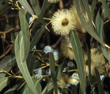 Eucalyptus globulus Florece de marzo hasta Agosto Miel es de color ámbar y de no
