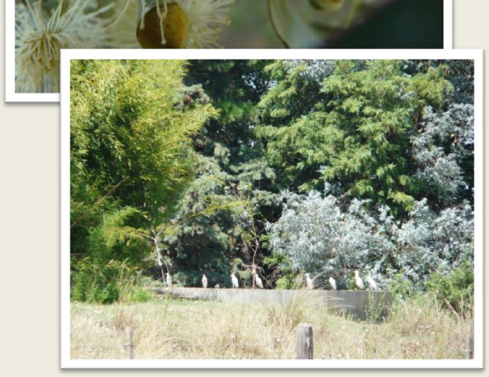 Eucalyptus cinerea Florece de Marzo a Agosto Uno de los Eucalyptus más