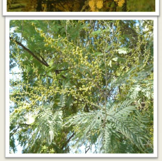 Acacia dealbata Florece de Junio a Agosto-Septiembre Especie de mucha importancia por el Período en el que florece