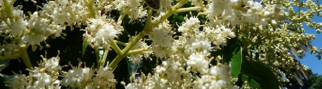 OLEÁCEAS Ligustro (Ligustrum lucidum) Fuente de Polen y Néctar Florece en Noviembre y