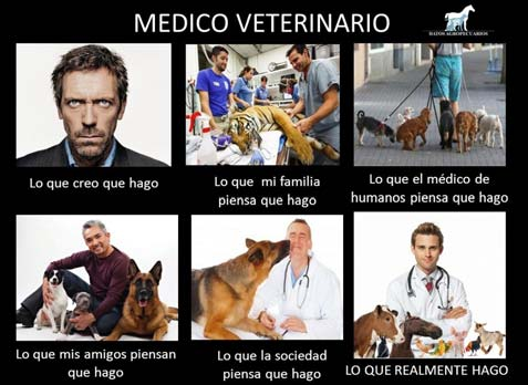 La veterinaria en España es una profesión joven. 5,% tienen menos de 40 años. Edad media: 4 años. Tendencia hacia su reducción EDAD Profesión joven.
