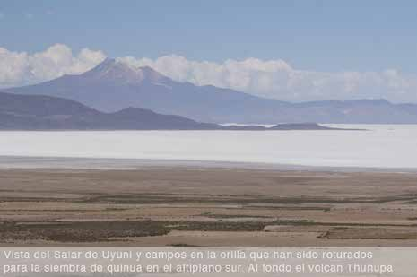 Capítulo 2: El cultivo de la quinua en Bolivia es significativa, como en los bofedales de la cordillera de Azanaques. La época lluviosa empieza recién en diciembre e incluso en enero.