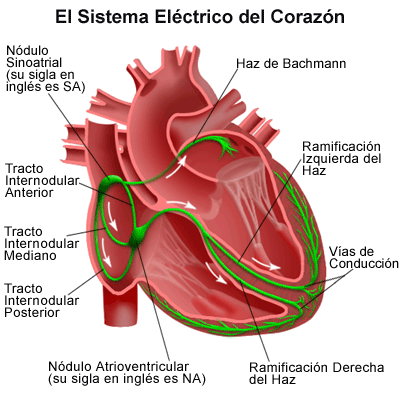 Estimulación eléctrica del corazón El corazón está dotado de un sistema electrogénico (de estimulación y conducción) capaz de: 1.
