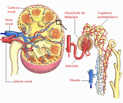 Nefrona Unidad funcional básica del riñón formadora de orina, que consta de un aparato filtrador, el