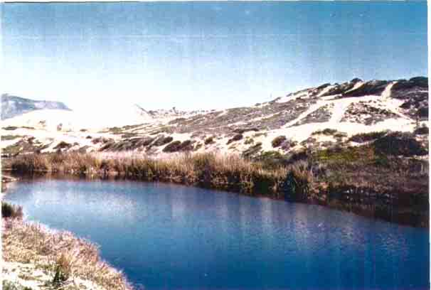 Figura 3. Lagunita adyacente a la Bocana del Arroyo El Descanso (= La Posta), Rosarito, Baja California, México. Ubicación Geográfica: 32 12' 16.5" N, 116 54' 46.6" W. Región Hidrológica: RH-1 C.