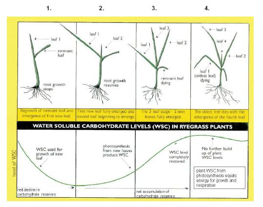 Fisiología de la planta entre ciclos