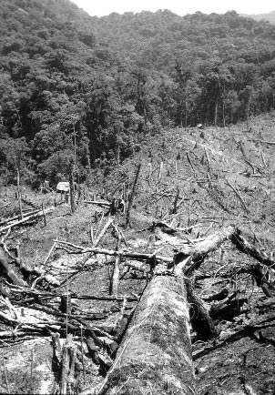 Estos datos ofrecen la posibilidad de establecer escenarios de simulación para pérdidas de suelos y para consecuencias catastróficas de eventos extraordinarios. Deforestación en el Triunfo, Chiapas.