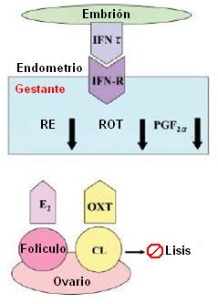 Figura 10. Retención del cuerpo lúteo y establecimiento de la gestación. (Modificado de Melisho, 2010).