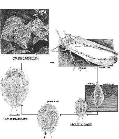 Entomología Aplicada MSc.