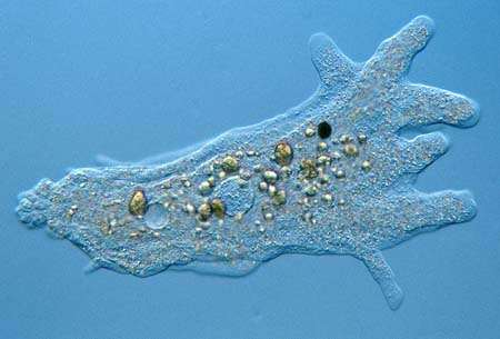 Otros microorganismos Protozoo: Son heterótrofos, se pueden alimentar de bacterias, algas unicelulares, otros protozoo, etc.
