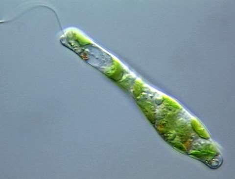 Diatomeas: Constituyen el grupo más antiguo de algas. La mayoría son unicelulares de vida libre, son un grupo muy diverso en formas celulares y su nutrición es autótrofa.