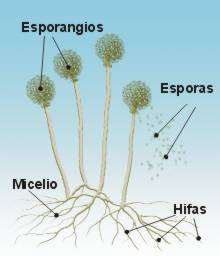 Unicelulares o pluricelulares? Las levaduras son hongos unicelulares, que se reproducen por gemación.