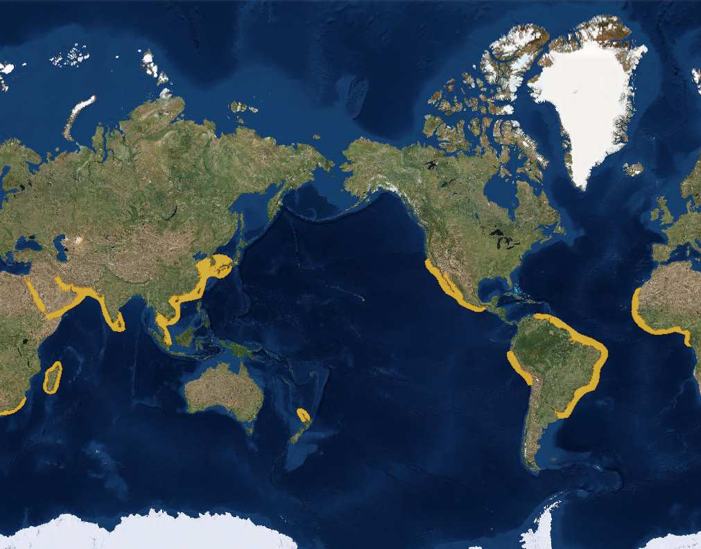 Otros mapas de la especie: Mapa de distribución de Delphinus capensis (Tomado de IUCN (International Union for Conservation of Nature) 2008. Delphinus capensis. The IUCN Red List of Threatened Species.