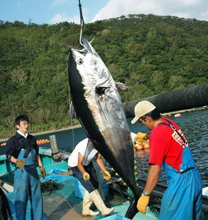 Atún rojo del Pacífico (Thunnus orientalis) Thunnus orientalis es una especie de la familia Scombridae en el orden de los Perciformes.