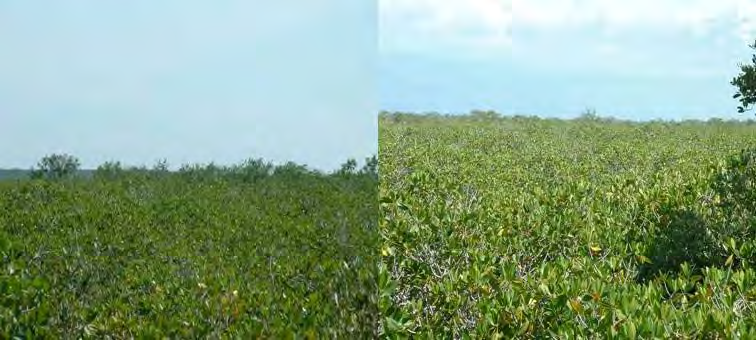 Figura 5. Sitio manglar continental interno (chaparro) de la localidad de Celestún.