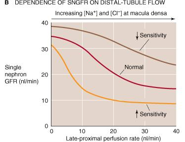 Retroalimentación túbulo-glomerular (continuación) Tres puntos concernientes a autorregulación: 1.La autorregulación está ausente a presiones menores de 90 mmhg. 2.