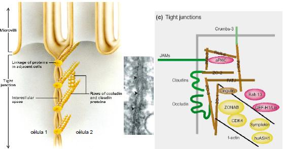 PRINCIPALES PROTEÍNAS TRANSMEMBRANA DE UNIONES ESTRECHAS JAMs = moléculas de adhesión de la unión Median interacciones homofílicas y los dominios intracelulares se