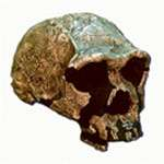 Homo erectus, 1,7-0,5 ma, Asia
