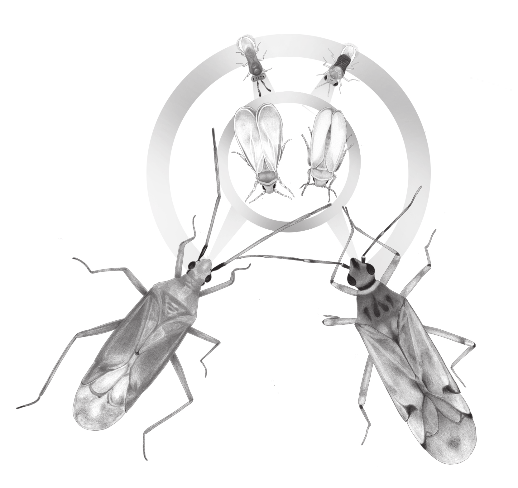 Capítulo 1 Análisis molecular de la depredación de Macrolophus pygmaeus y Nesidiocoris tenuis sobre las moscas blancas y sus