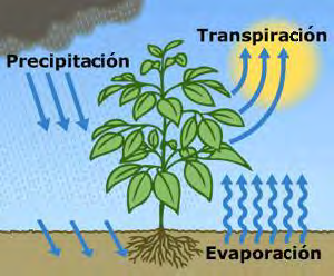 Qué es la evapotranspiración (ET)?