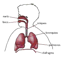 *Mecanismo de la respiración: - Diafragma: Músculo base de la respiración. Tiene como pilares la columna vertebral, las costillas, el esternón. Separa el tórax del abdomen.