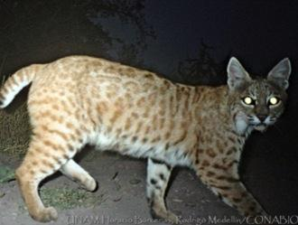 Monitoreo en el PN Izta-Popo En 2010 la CONANP contrato el estudio denominado Establecimiento de la línea base para el monitoreo de Lynx rufus escuinapae (Lince) y Canis latrans cagotis (coyote).