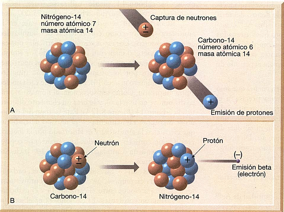 Producción Desintegración Algunos neutrones son absorbidos por los átomos de nitrógeno,