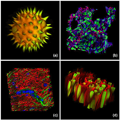 Microscopio confocal Cortes ópticos y reconstrucción 3D grano de polen muestra de hígado de ratón Secciones ópticas seriadas de un grano de polen.