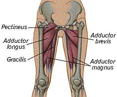 ADUCTORES Músculo situado en la parte interna del muslo y cuya acción principal es aproximar el tren inferior a la línea media del cuerpo es decir, aductor de cadera.