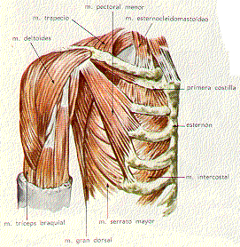 Músculo Trapecio MÚSCULOS DE LA PARTE POSTERIOR DEL TRONCO Dibujo Articulación Función motriz Extensión de hombro y elevación de hombro Movimiento Dorsal Elevación de