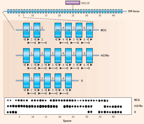 4.8.2 Spoligotyping (Spacer Oligotyping) Espoligotipado Las cepas del CMT contienen una única región en el cromosoma que consta de múltiples repeticiones directas (DRs) de 36 pb, éstas se encuentran
