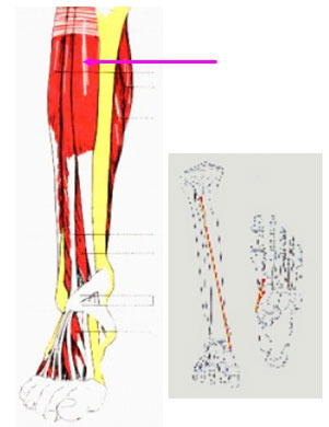 Compartimientos anterior y lateral de la pierna MUSCULO TIBIAL ANTERIOR cara lateral de la tibia y membrana interosea Insercion: Cuneiforme y I metatarsiano (planta) Inervacion: