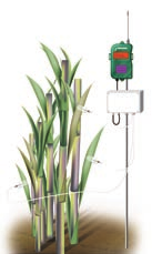 Medidores para plantas LeafSen Dendrómetro Sensor de grosor de hojas que monitorea continua y precisamente la rigidez de las hojas Medición de diámetro de troncos Fácil de instalar Rápida respuesta a