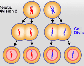 Tipos de División Celular La mitosis es el proceso de formación de dos células idénticas (generalmente) por replicación y división de los cromosomas de la original que da como resultado una
