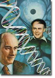 Los científicos Watson y Crick, fueron acredores del premio Nobel, por establecer el módelo del ADN, proponiendo la estructura helicoidal de doble cadena de DNA, como se conoce hoy en día.