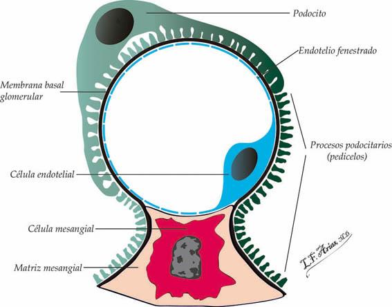 Microscopia de Luz Estructuras del capilar glomerular Matriz Mesangial o Mesangio Cèlula Mesangial Podocito o célula epitelial visceral y sus proyecciones son los pedicelos o pies de podocitos.