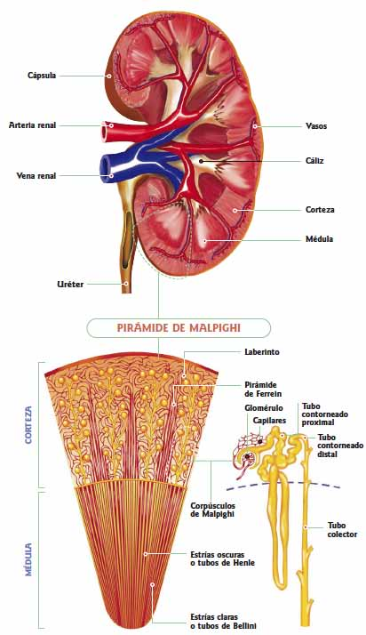 La cápsula fibrosa Es una membrana aplicada directamente sobre el parénquima renal. Se une al riñón por tractos conjuntivos que penetran al órgano.