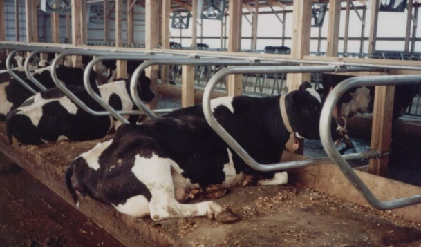 MATCONFORD Cama para Vacas que Favorece la Producción Láctea MatConford MC- 1500 Comodidad y Mínimo estrés Óptima