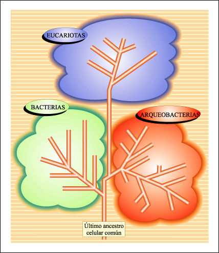 construcción de un tercer reino, el de los Protistas, constituido por microorganismos. Haeckel reconoció que algunos de estos microorganismos carecían de núcleo celular y los denominó Monera.