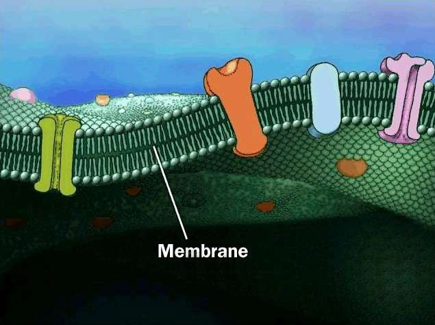 MEMBRANA PLASMÁTICA - Delimita la célula y la separa