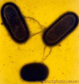 Conjugación es el proceso de apareamiento de bacterias mediante el cual se
