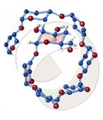 --( D glucopiranosil) β D- fructofuranosa En forma abreviada : G (1 β) F 4--(β D galactopiranosil) -Dglucopiranosa En forma abreviada : Ga (1β 4 ) G Polisacáridos C 6 C C C C 5 1 4 1 3 amylose Las