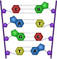 Enlaces de hidrógeno entre bases nitrogenadas en el ADN Las bases de una de las cadenas se enlazan con las de la otra por
