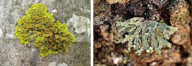 PREGUNTA N 21 Un liquen es la unión permanente entre un alga y un hongo. Las células del alga son verdes y producen nutrientes por fotosíntesis.
