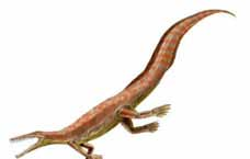 PREGUNTA N 8 Misterio fósil Se encontraron en América del Sur y en el Sur de África fósiles de un pequeño reptil de agua dulce, llamado Mesosaurus, que vivió hace aproximadamente 300 millones de años.