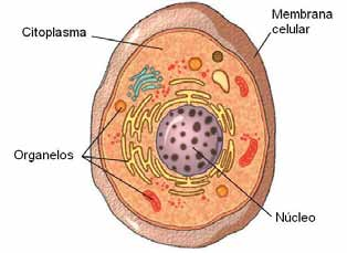 PREGUNTA N 13 Las células eucariotas tienen algunos organelos en común; uno de ellos es el núcleo, que se encarga de A) contener la información genética. B) producir energía para la célula.