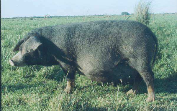 El cerdo Pampa-Rocha de Uruguay 1 Un recurso zoogenético ligado a actividades agropecuarias desarrolladas por pequeños y medianos productores El cerdo Pampa-Rocha es un recurso zoogenético propio de