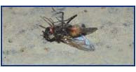 FORMAS DE USO Y DOSIFICACIÓN APLICACIÓN COMO CEBO SECO Esparcir el cebo directamente desde su envase en superficies secas donde se posan las moscas (Ej.
