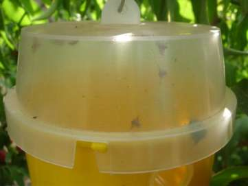 Comparativa de mosqueros CeraTrap Sistema eficaz y ecológico para el control de la mosca de